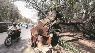 Tree cut