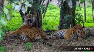 wild life, forest