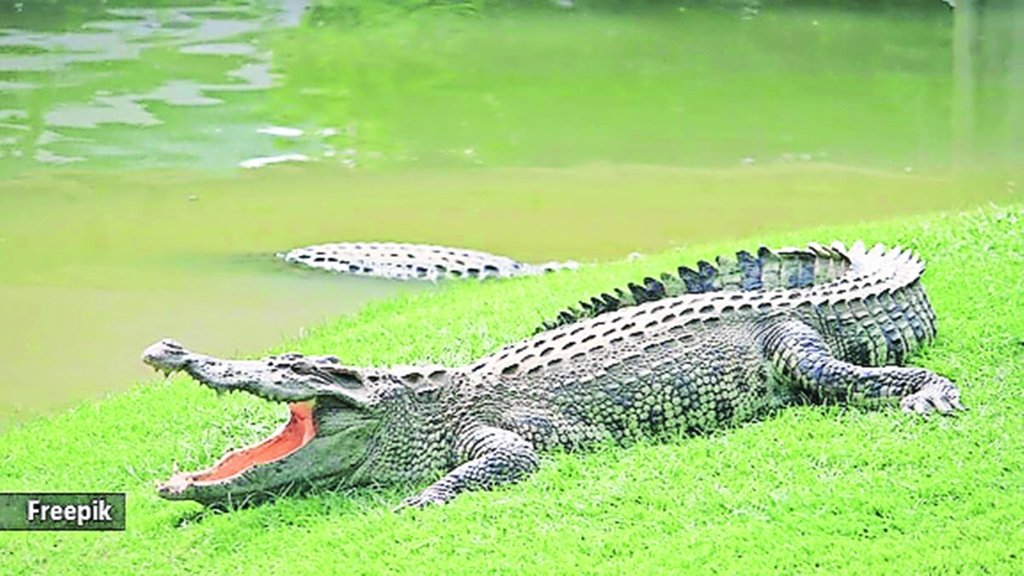 alligators