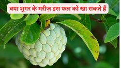 क्या डायबिटीज के मरीजों को शरीफा नहीं खाना चाहिए? जानिए क्या कहते हैं एक्सपर्ट, ब्लड शुगर के मरीज़ों के लिए जरूरी है ये जानना