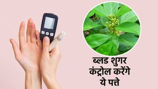 Gudmar For Diabetes, ब्लड शुगर को कंट्रोल करने में मदद करेगा गुड़मार की पत्ते