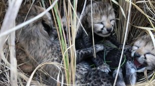 cheetah given birth four cub