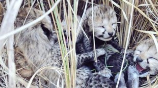 cheetah| Kuno national park