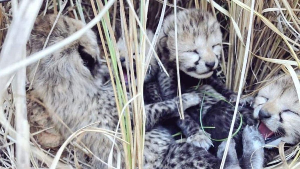 cheetah| Kuno national park