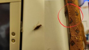 Air India flight| cockroach|