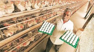 eggs| srilanka| india