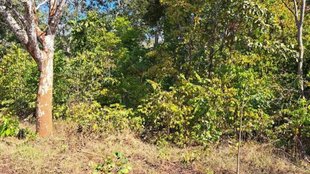 forest land| deforestration