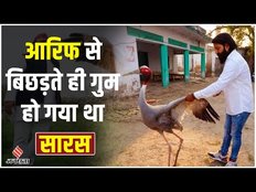 लापता हुआ Arif का Saras पक्षी अब जाकर मिला, Akhilesh Yadav ने दी थी आंदोलन की चेतावनी!