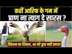 Arif से बिछड़ने के बाद 40 घंटे से भूखा Saras, Akhilesh Yadav ने Yogi Government को घेरा