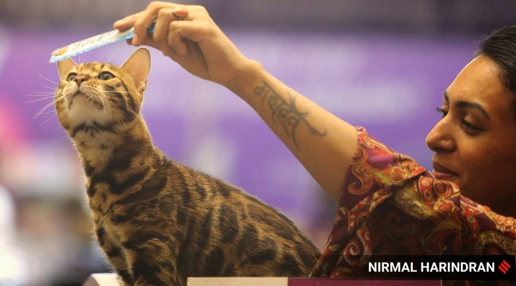 Cat show, bombay hc, stray dogs
