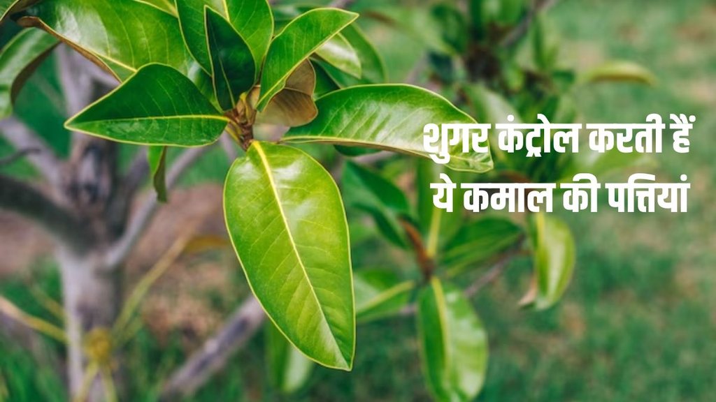 Benefits of mango leaves, Removes the risk of cancer, Beneficial For diabetes patients,