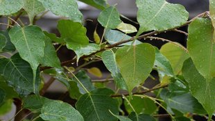 vastu rules of pipal tree, rules of pipal tree, पीपल के पेड़ को घर से कैसे हटााएं