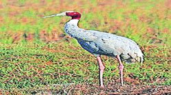 सारस पर गरमाई सपा और भाजपा में राजनीति