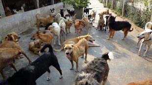 street dog danger