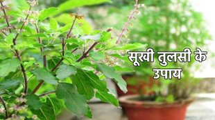 Tulsi Ke upay, तुलसी के उपाय. सूखी तुलसी