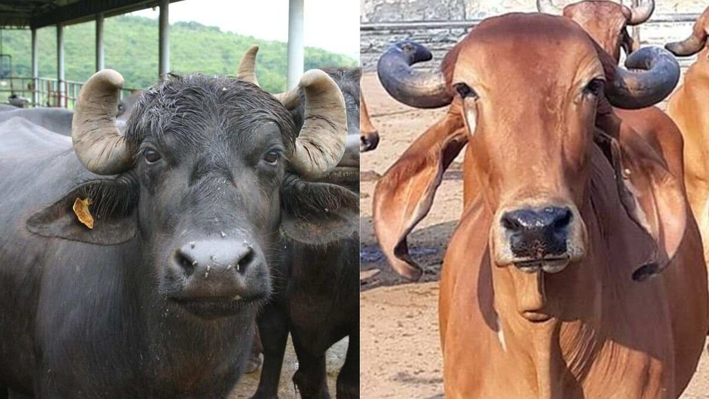 Cow, buffalo