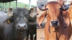 शख्स ने 1965 में चुराई थी भैंस, 58 साल से पुलिस को दे रहा था चकमा, अब पुलिस ने 78 की उम्र में किया गिरफ्तार