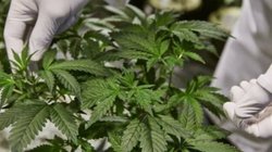 क्या हिमाचल प्रदेश में लीगल होगी गांजा की खेती? समीक्षा के लिए सरकार ने बनाया पैनल