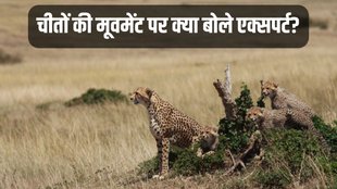 Cheetah, Cheetah News, Cheetah Speed