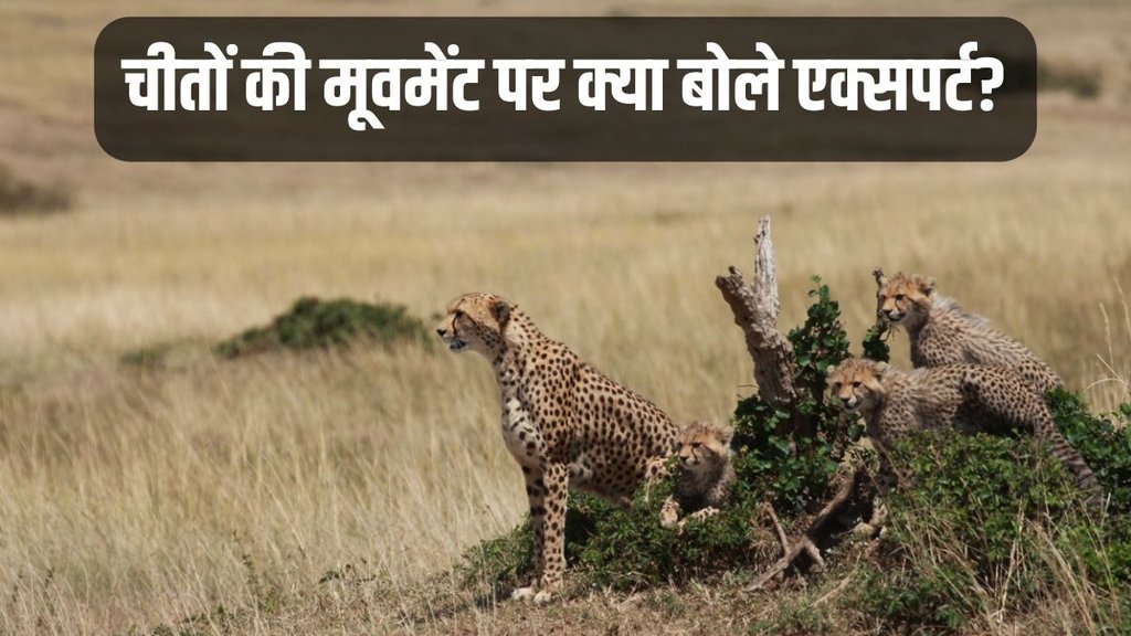 Cheetah, Cheetah News, Cheetah Speed