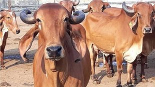 Cow Slaughter| up news