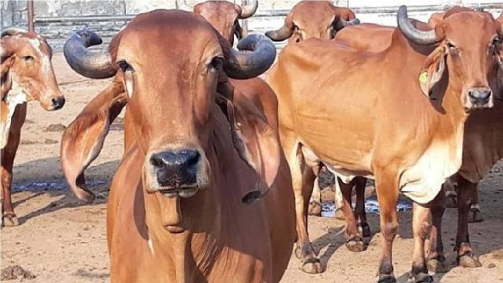 Cow Slaughter| up news