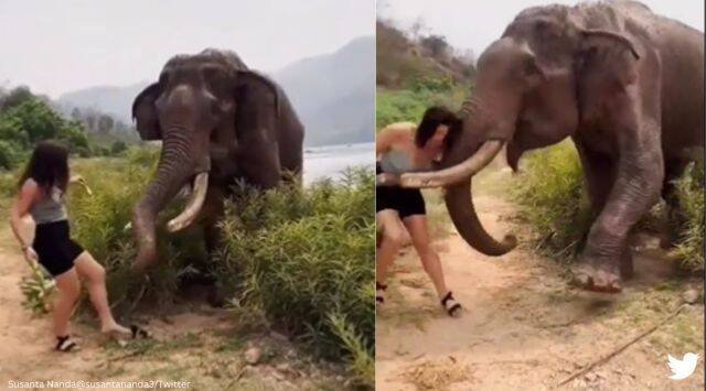 Elephant-charges-at-woman