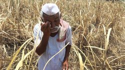 खेतों में तैयार खड़ी गेहूं की फसल पर बदलते मौसम ने ढाया कहर, किसानों के लिए त्रासदी बन रहा बदलाव