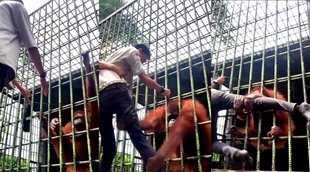 Gorilla II Viral Video II Video