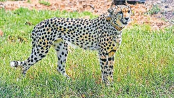 जरूरत से ज्यादा चीते… कूनो नेशनल पार्क में कम जगह, फेल ना हो जाए मोदी सरकार का महत्वाकांक्षी प्रोजेक्ट