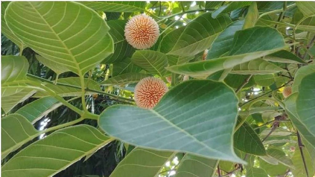Kadamba for blood sugar, how to eat Kadamba leaves for diabetes, कदंब के फायदे Kadamba for blood sugar, how to eat Kadamba leaves for diabetes, कदंब के फायदे