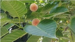 Kadamba For Blood Sugar: ब्लड शुगर को सोख लेगा कंदब का पत्ता, डायबिटीज के मरीज ऐसे करें सेवन