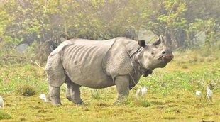 Kaziranga
