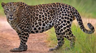 Leopard | forest