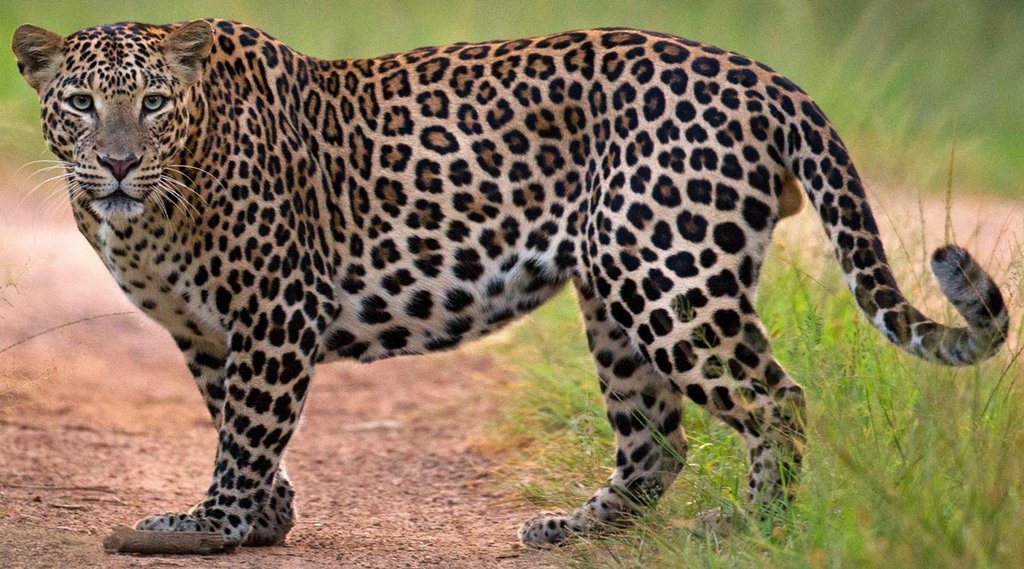 Leopard | forest
