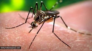 malaria