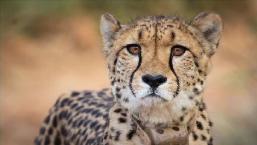Namibian Cheetah| south africa