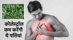 High Cholesterol: बैड कोलेस्ट्रॉल को छानकर खून से अलग कर देती है ये पत्तियां, ऐसे करें सेवन