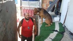 Viral: मालिक का इंतजार कर रहा था कुत्ता, आते ही किया कुछ ऐसा कि लोग बोले- दिल लूट लिया