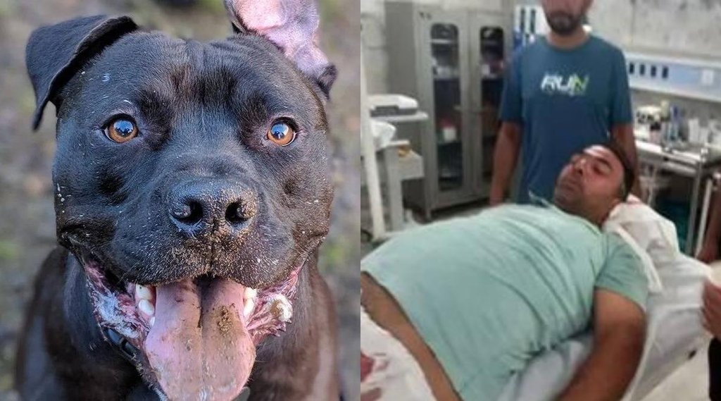 Pit Bull Dog II karnal II Haryana