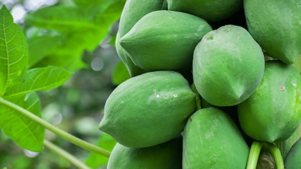 raw papaya benefits for periods, does ripe papaya induce periods, pineapple or papaya for periods, raw papaya benefits in weight loss
