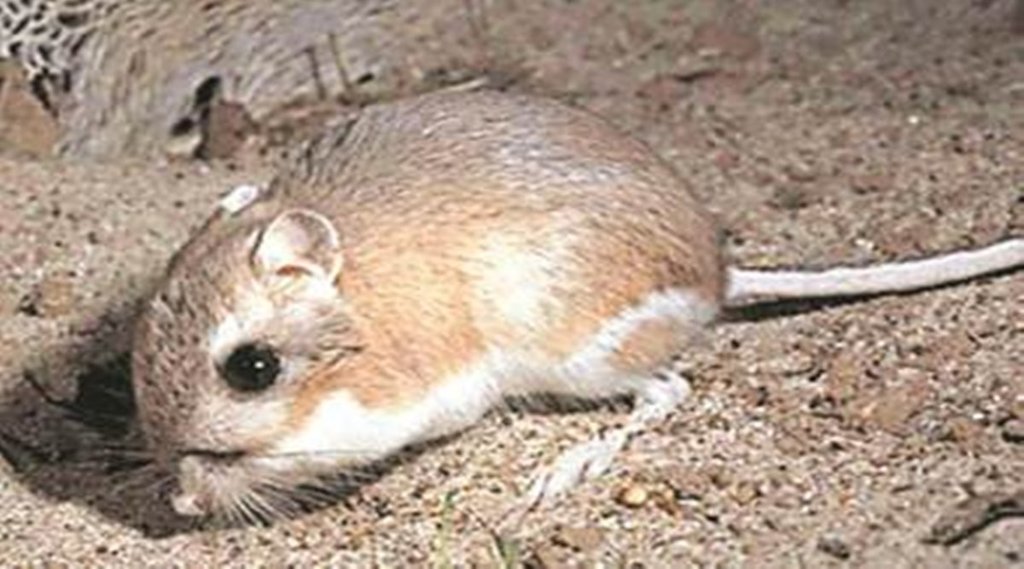 Rats| Murder| charge sheet