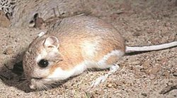 ‘चूहे की हत्या’ का मामला : 30 पन्ने का आरोपपत्र