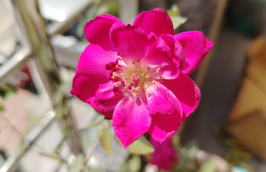 Vivo T2 5G Camera