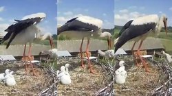 बच्चे को घोसलें से बाहर फेंकते दिखी मादा सारस, वायरल वीडियो पर लोगों ने पूछे ऐसे सवाल