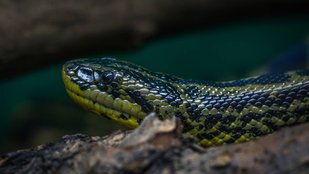 Snake Viral News| Snake Viral Video| Snake News hindi|
