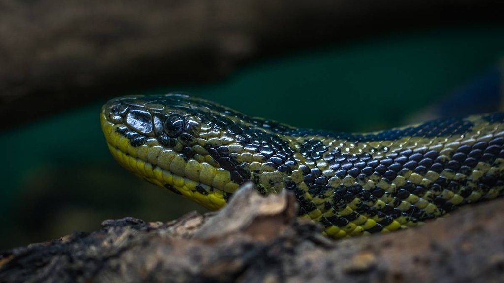 Snake Viral News| Snake Viral Video| Snake News hindi|