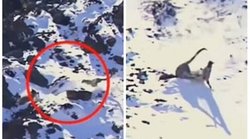 हिमतेंदुए ने बर्फ से ढके पहाड़ पर किया ऐसा शिकार, वीडियो देख चौंक गए लोग; बताया हॉलीवुड मूवी से अधिक रोमांचक