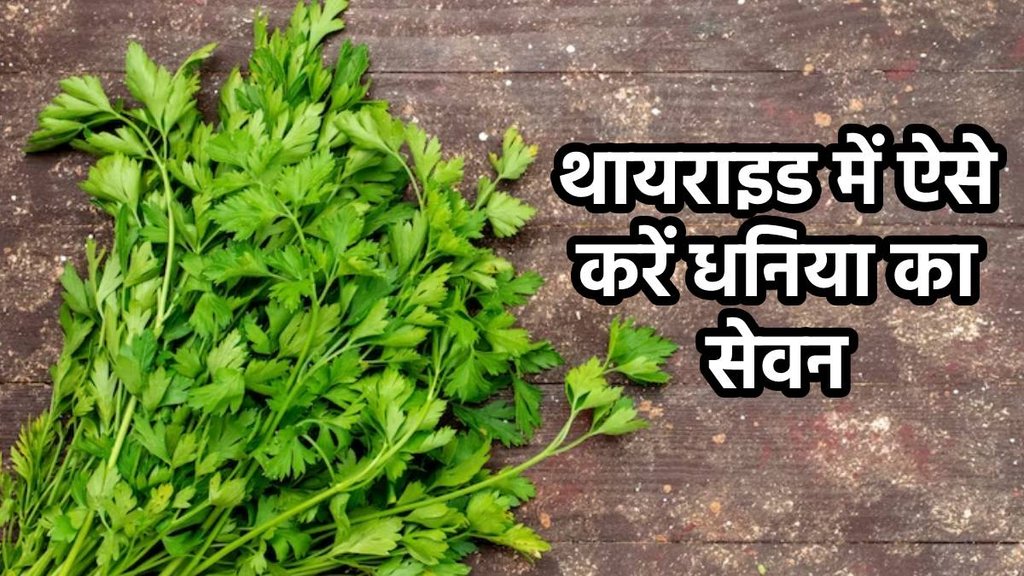 green coriander for thyroid, Benefits of green coriander, थायराइड को कंट्रोल करने में मदद करेगा हरा धनिया, हरा धनिया के फायदे