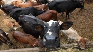 cows| Texas| cows dead